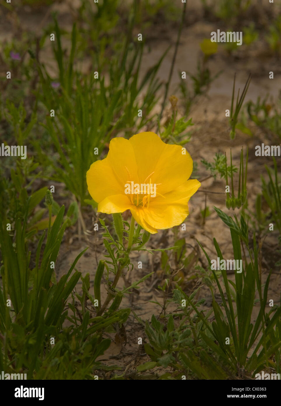 Flower Yellow Missouri Primrose Stock Photo