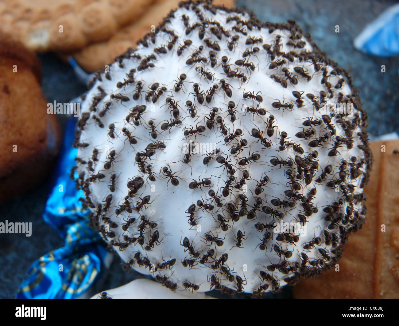 zephyr,food,ant,insects, confection,food and drink, funny, humor, tasty, sweet, animals, insects, flora and fauna, Stock Photo