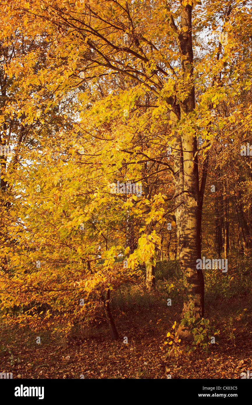 forest in autumn Stock Photo