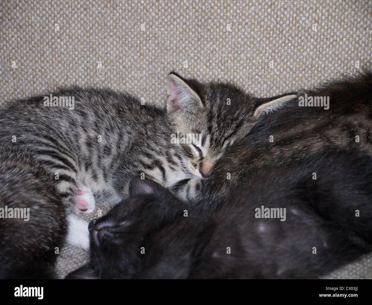 A litter of 7 kittens at a few days old Stock Photo Alamy
