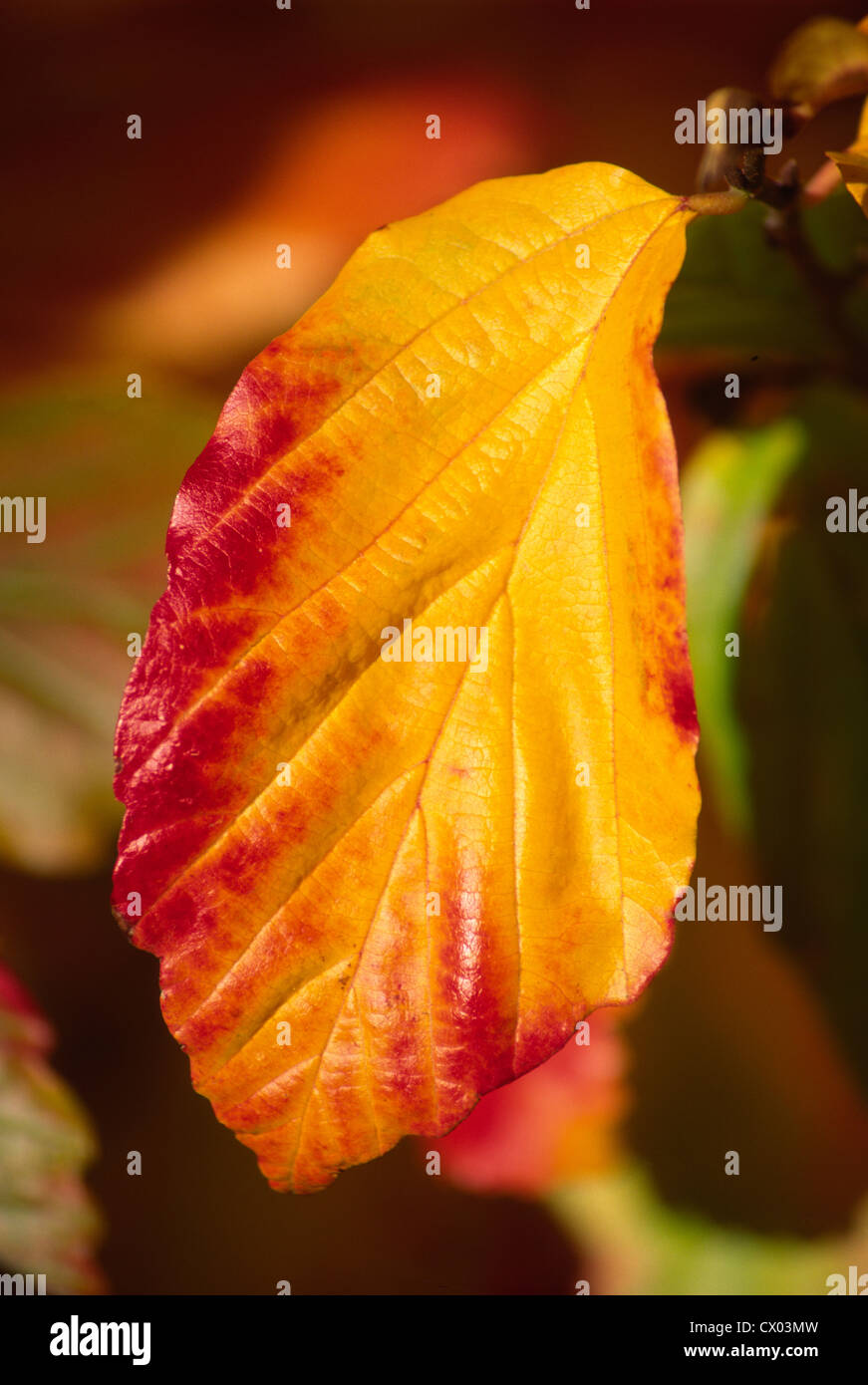 Autumn Leaves Stock Photo