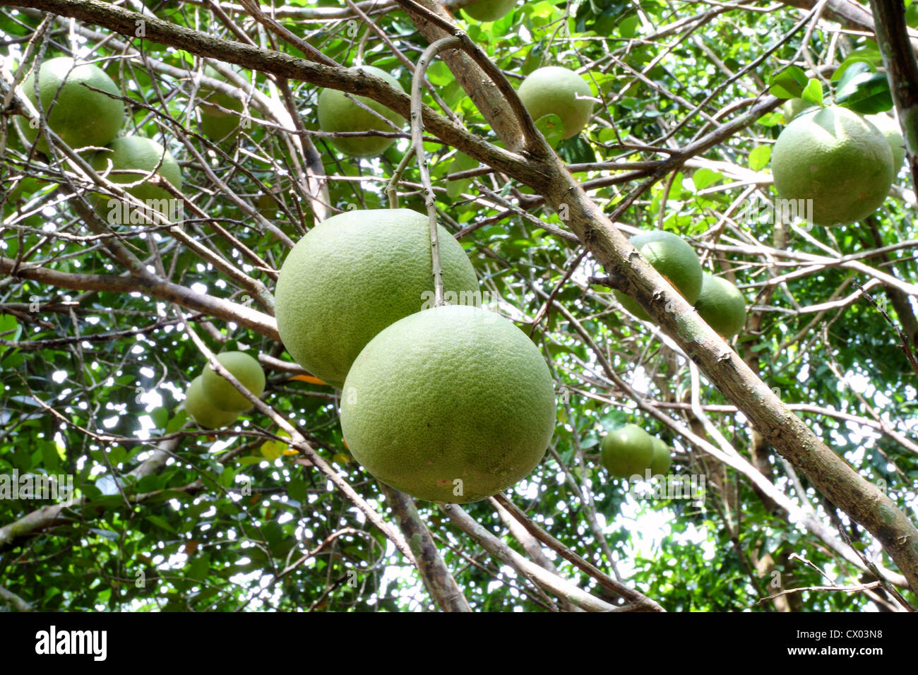 Pomelo fruit in the tree Stock Photo Alamy