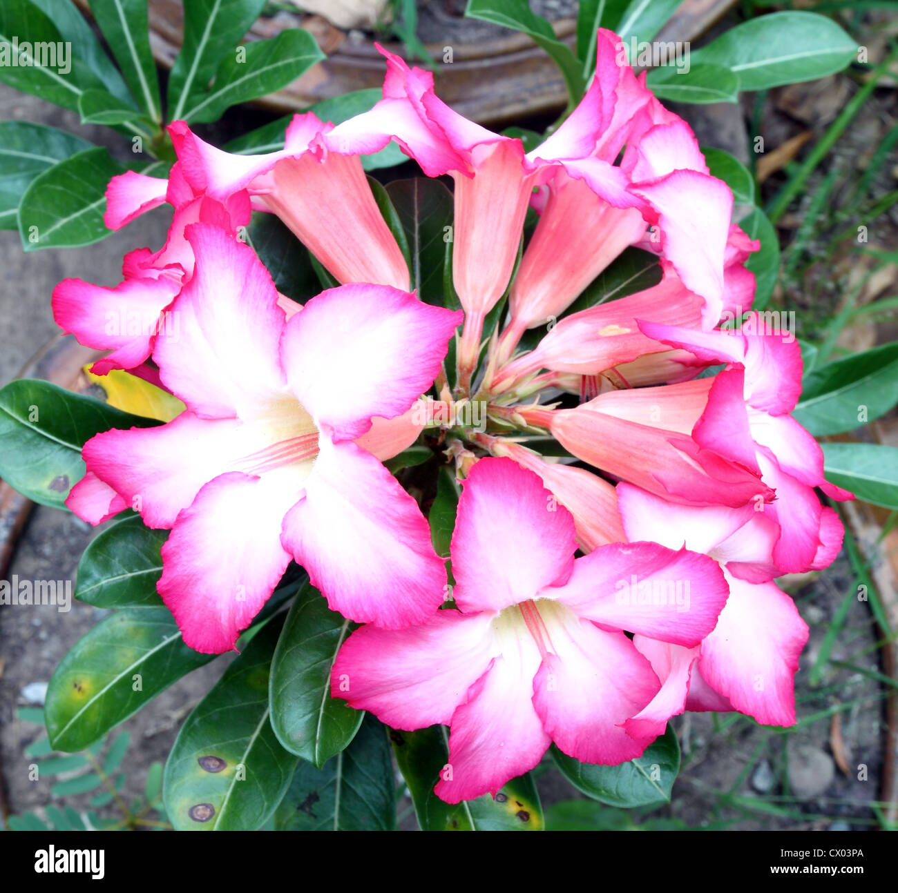 Tropical flower Pink Adenium (Desert rose Stock Photo - Alamy
