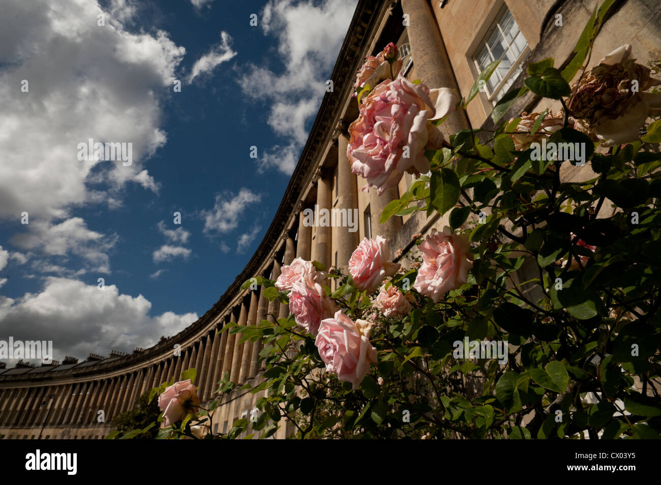 Wide angle view of the Royal Crescent, Bath, England, with pink roses in the foreground. Stock Photo
