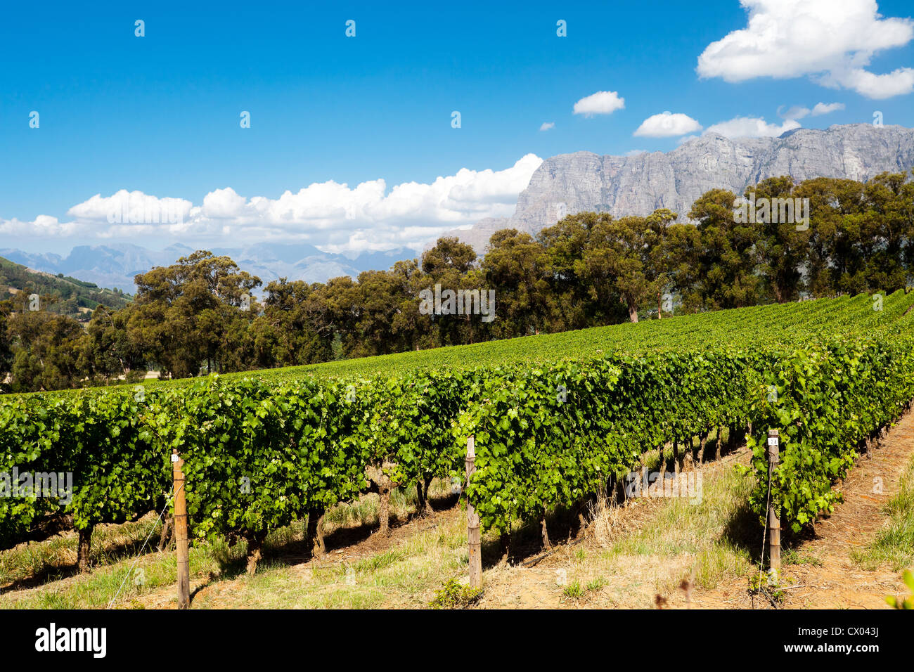 Stellenbosch South Africa Vineyard High Resolution Stock Photography