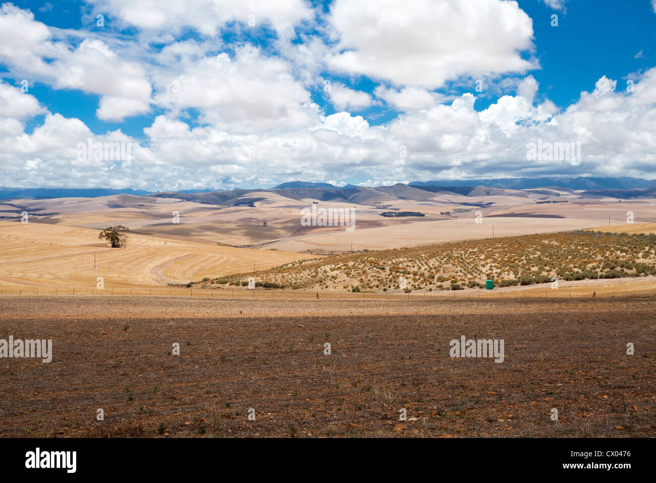 wheat field after harvest in western cape province, south africa Stock Photo