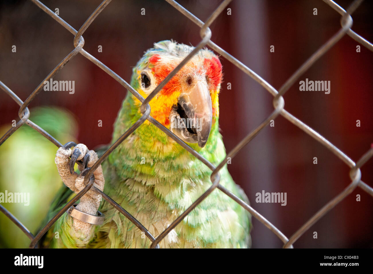 Parrots in Parque Loro Zoo in Puebla, Mexico Stock Photo