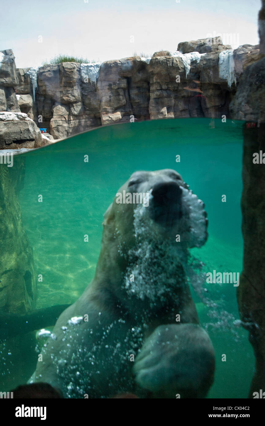 Polar Bear making bubbles while swimming at the Kansas City Zoo Stock Photo