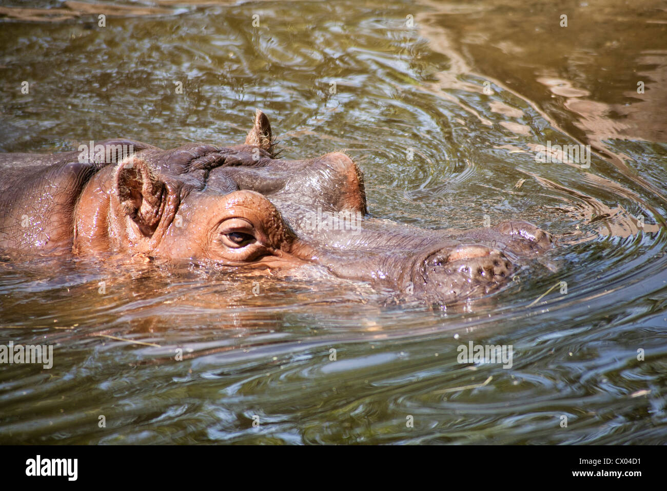 Hippopotamus at the Kansas City Zoo Stock Photo