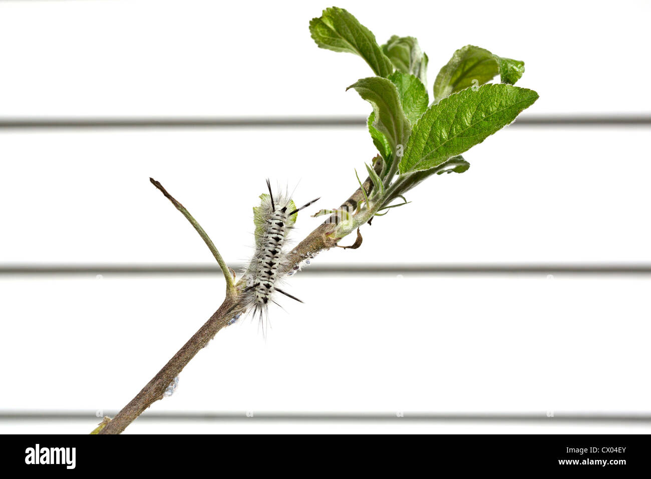 A white caterpillar eating an apple tree leaf with white vinyl siding