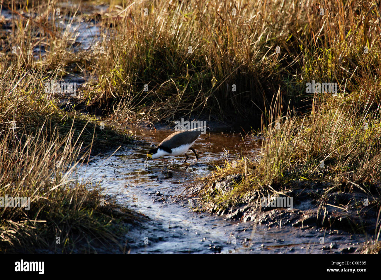 Spur-winged Plover  Masked Lapwing Vanellus novaehollandiae feeding in shallow channel in wetland amongst grasses Stock Photo