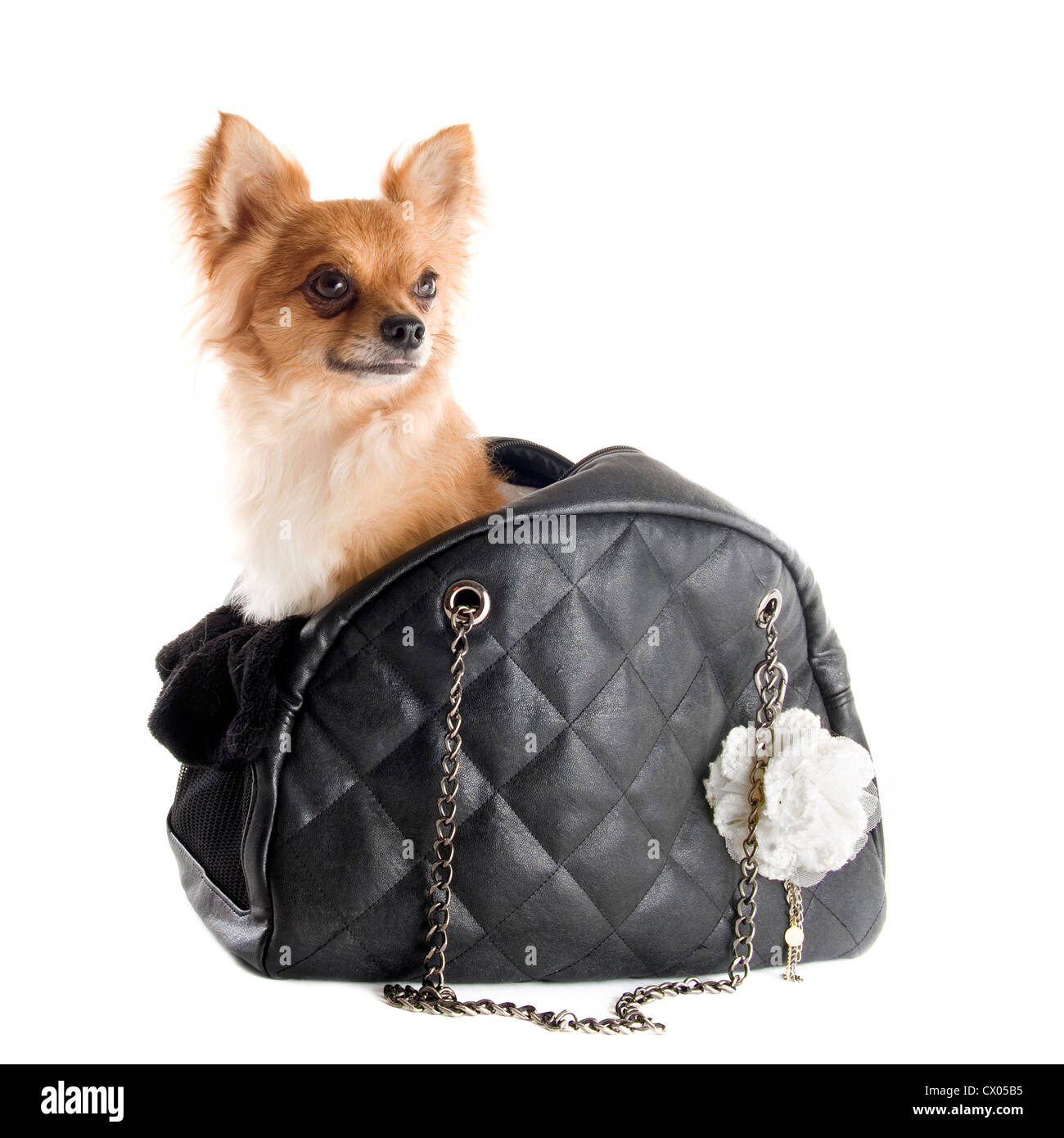 Chihuahua Bag High Resolution Stock Photography and Images - Alamy