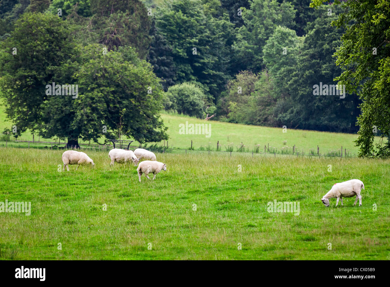 Sheep grazing on the meadow in summer Stock Photo - Alamy