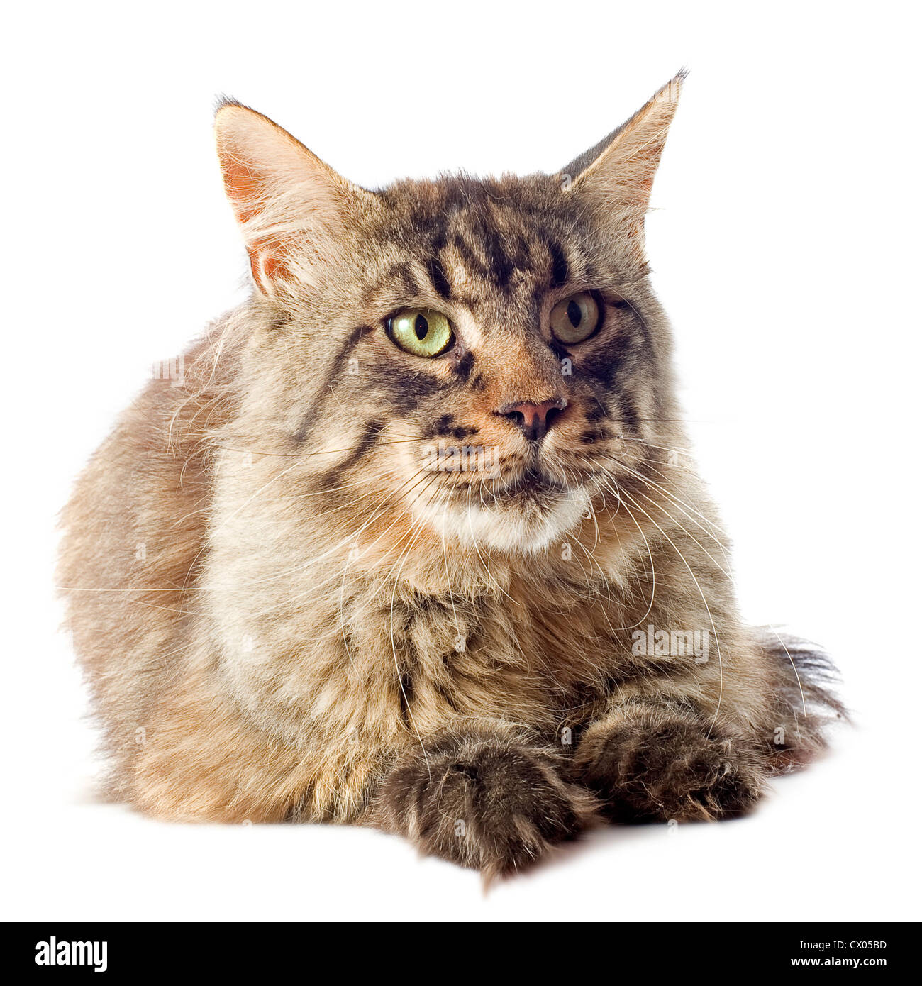 portrait of a purebred maine coon cat on a white background Stock Photo ...