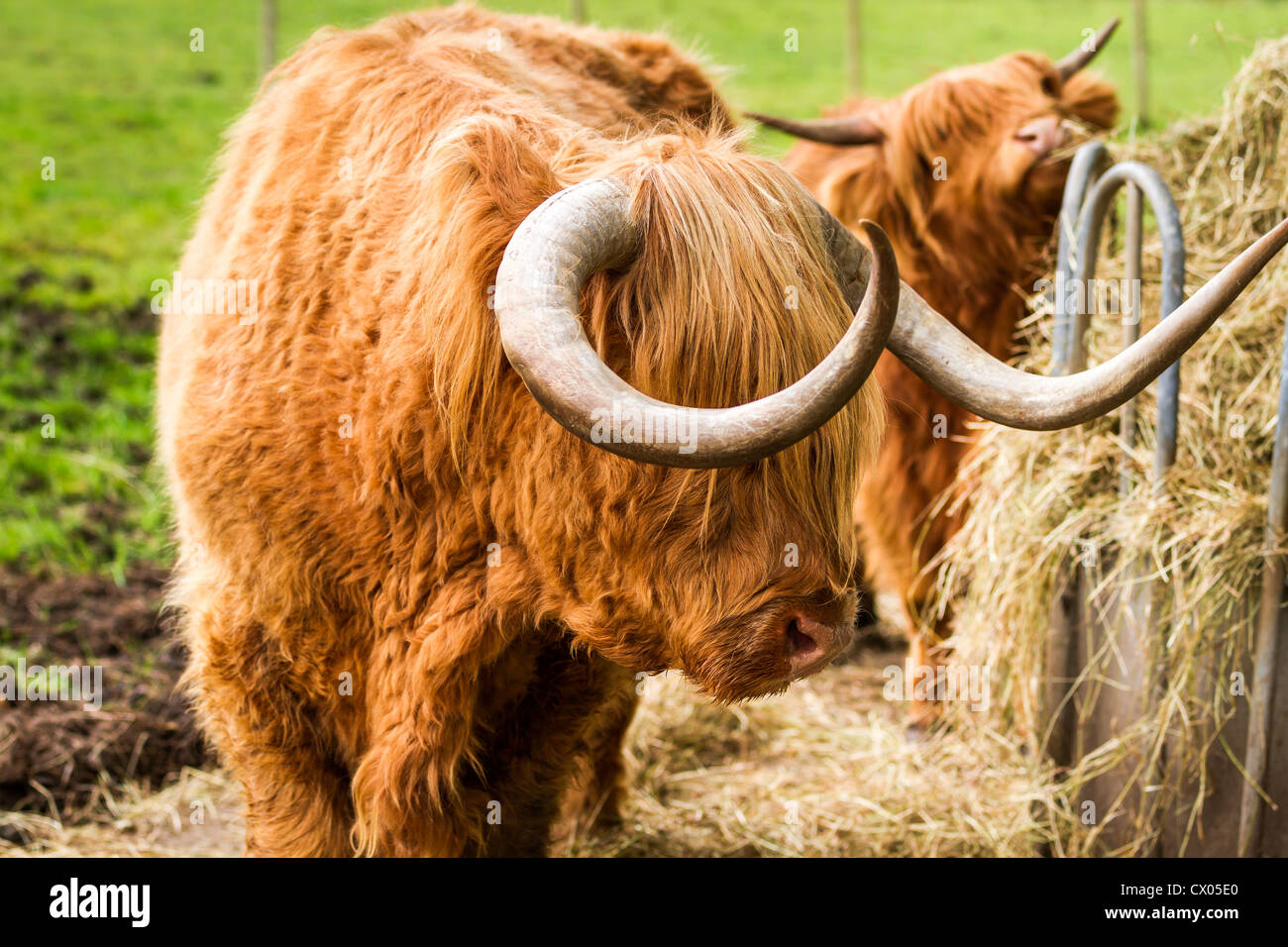 Highland cattle eat hay in the yard in summer Stock Photo Alamy