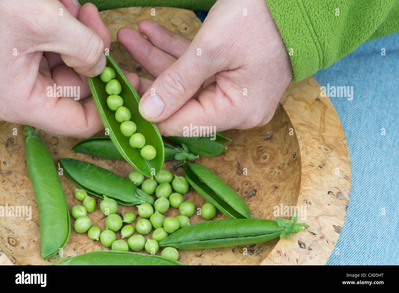 Pisum sativum. Shelling Peas in pods into a wooden bowl Stock Photo