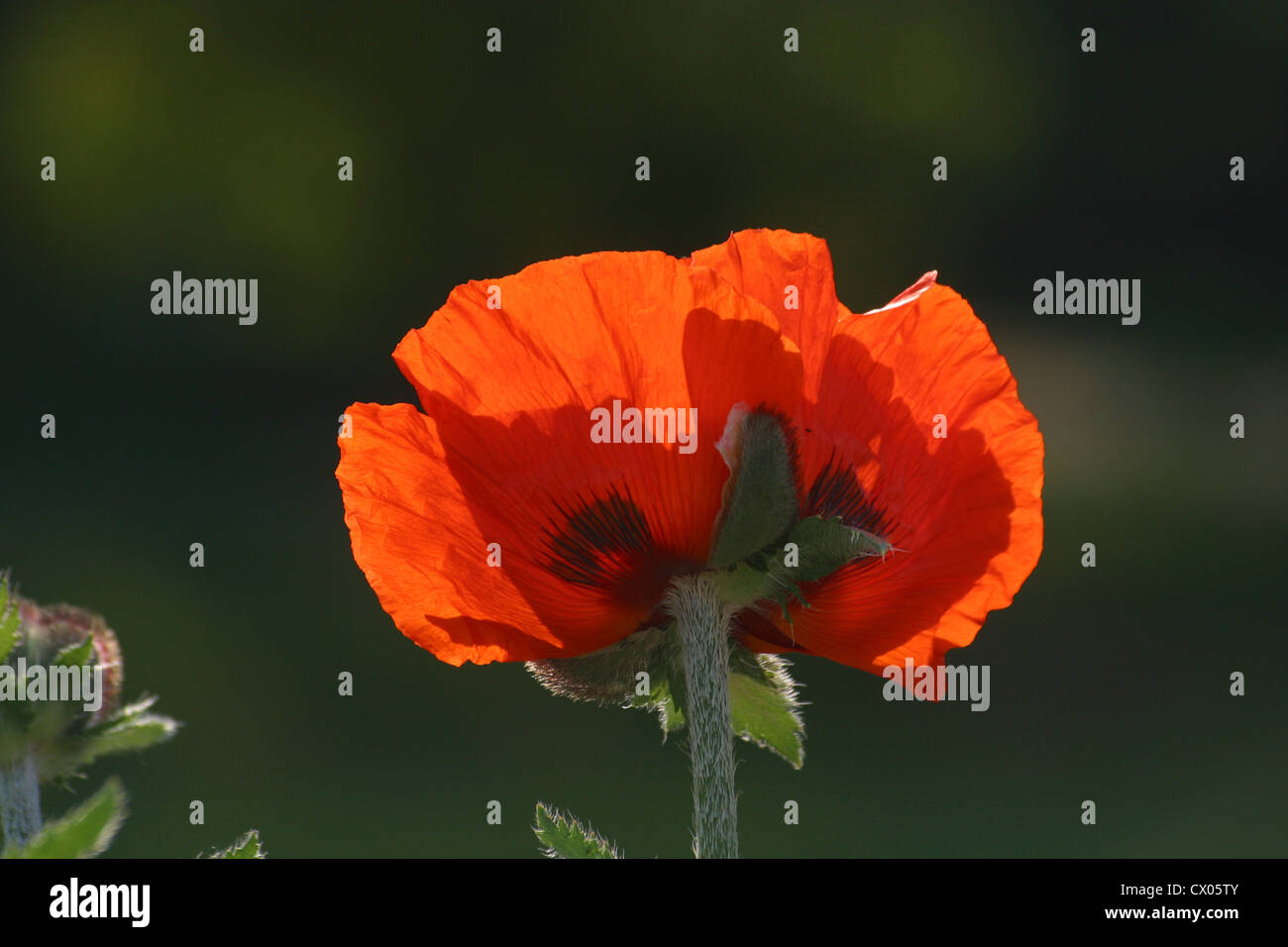 Opium poppy field with path hi-res stock photography and images - Alamy