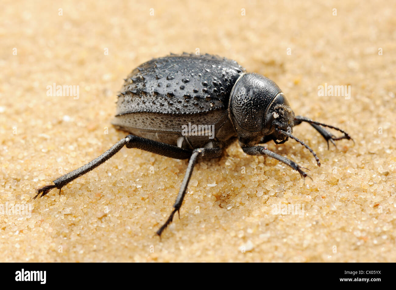 Mating darkling beetle in the desert, Israel Stock Photo Alamy
