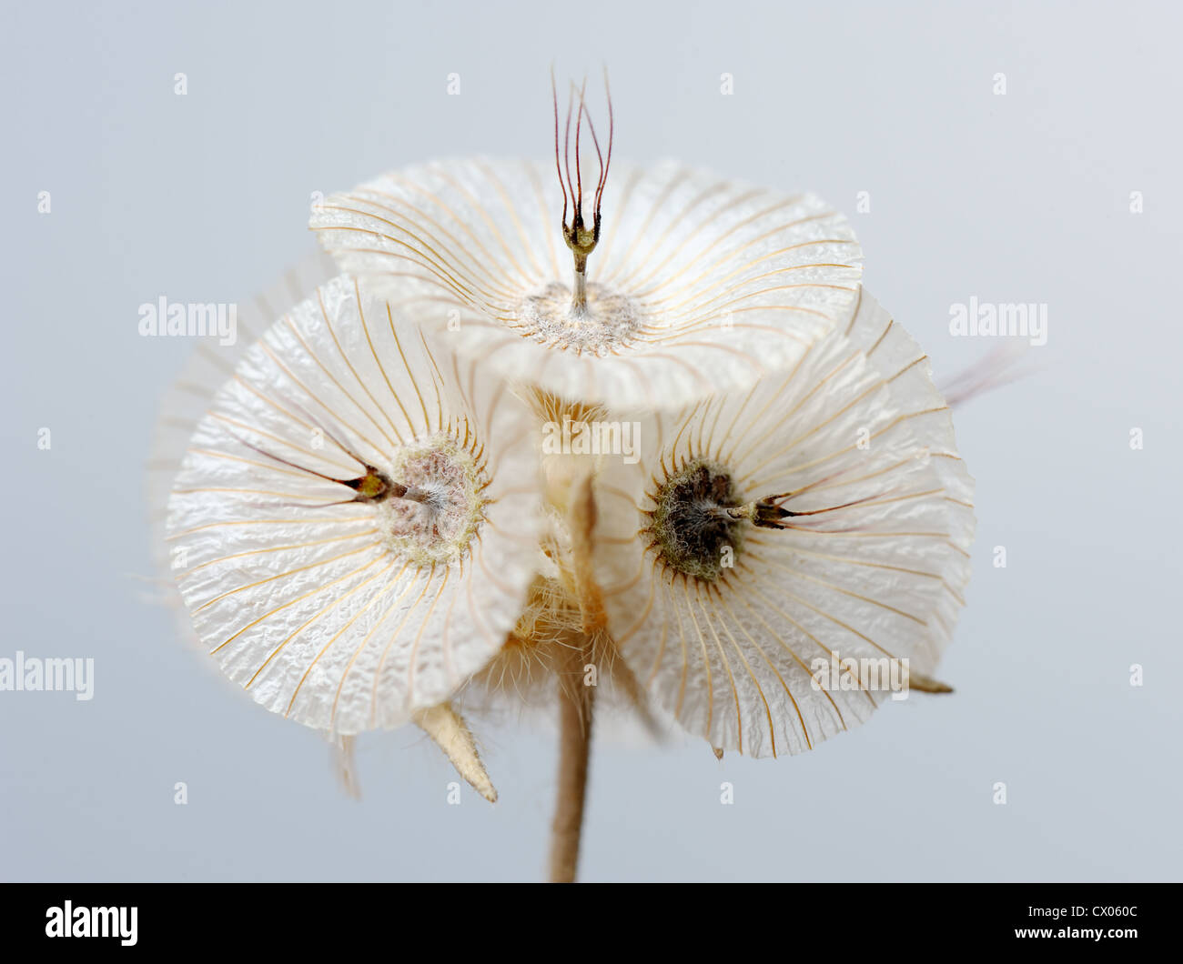 plant with a flower like a white plate, Israel Stock Photo