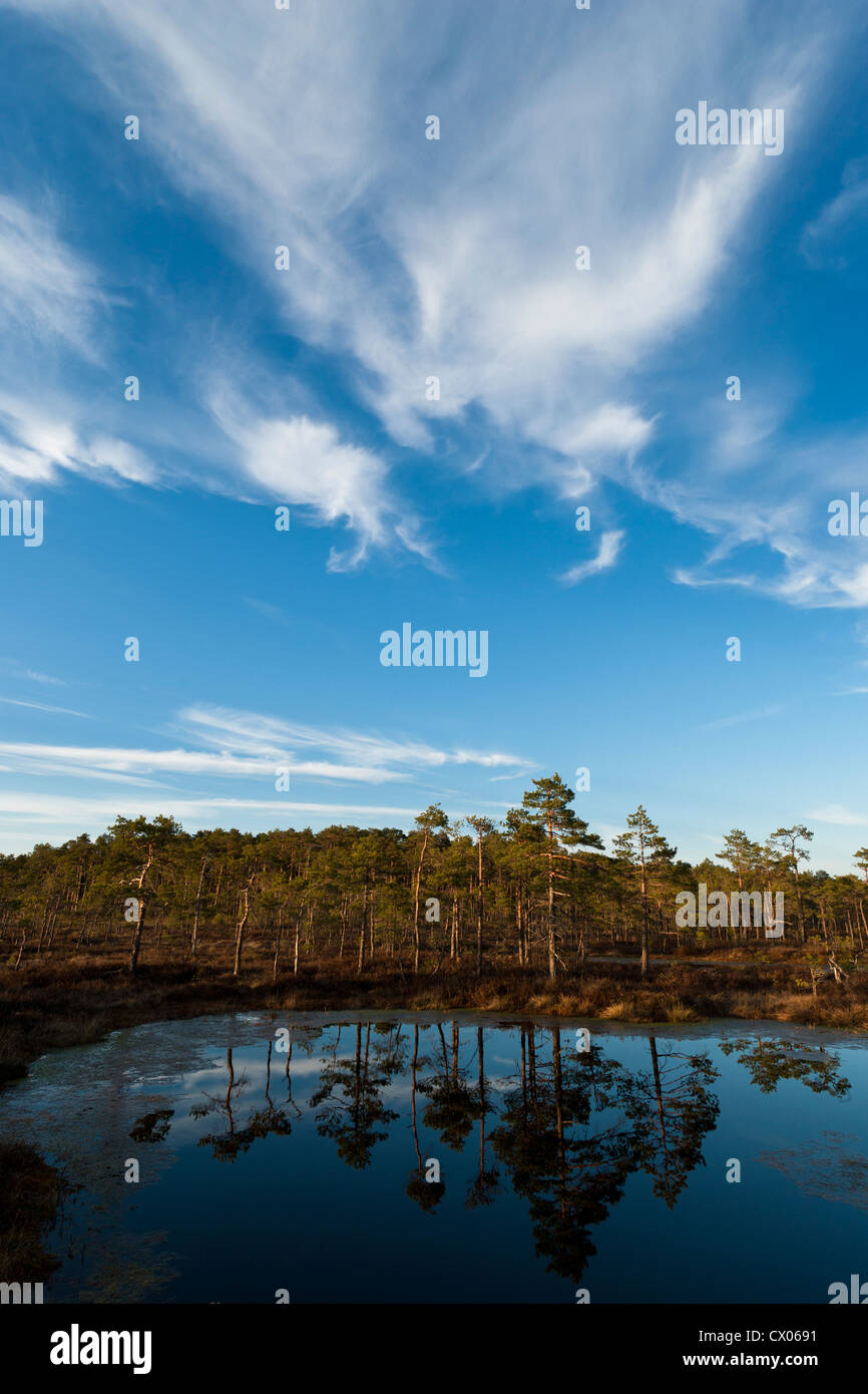 Bog pool at dusk Stock Photo