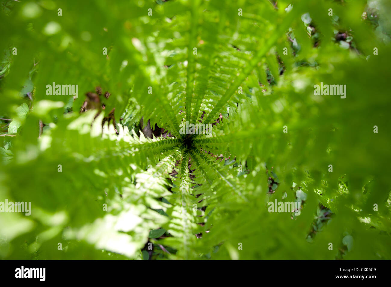 Woodland Plant Ostrich Fern High Resolution Stock Photography and ...