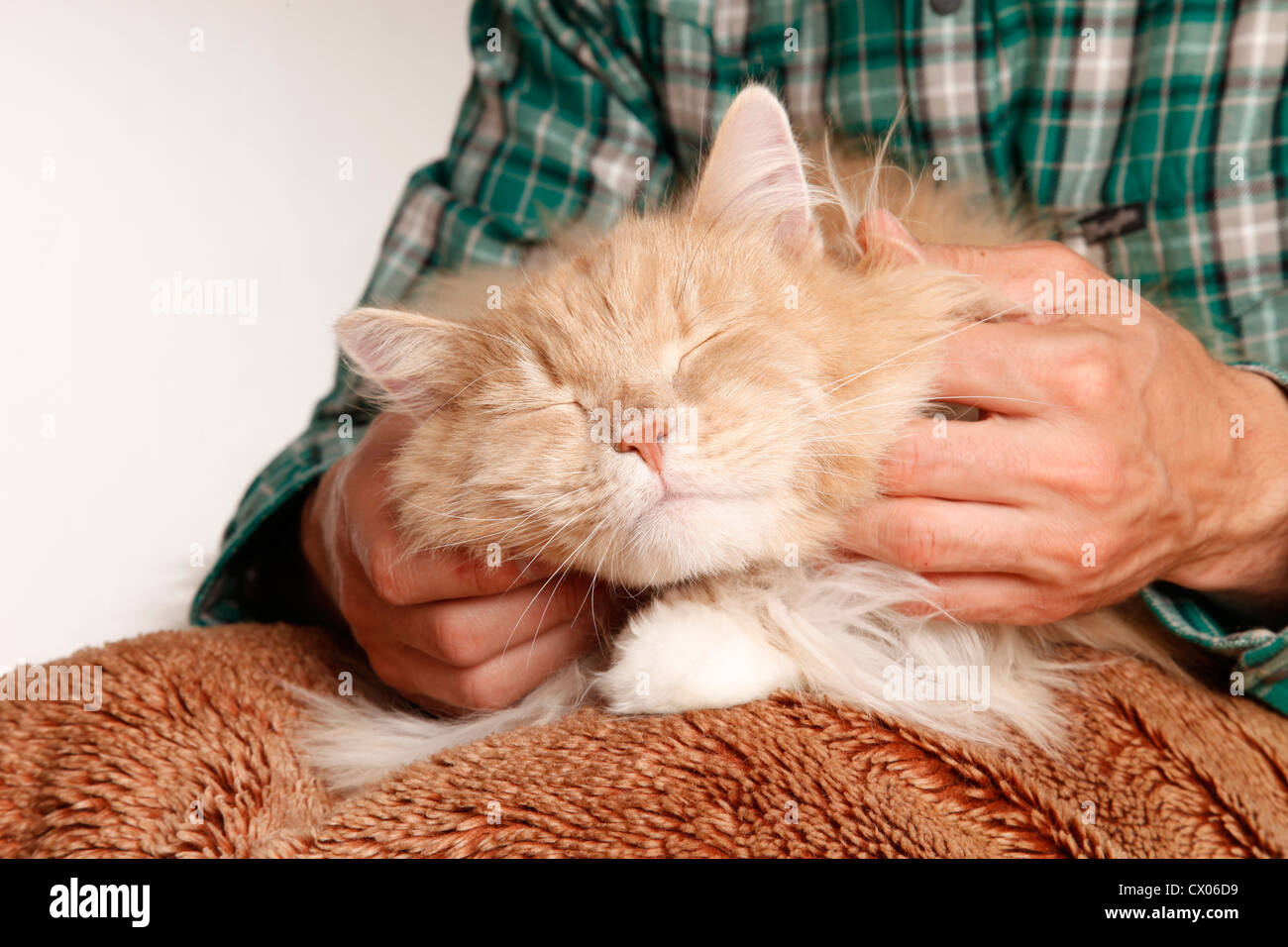 siberian cat Stock Photo