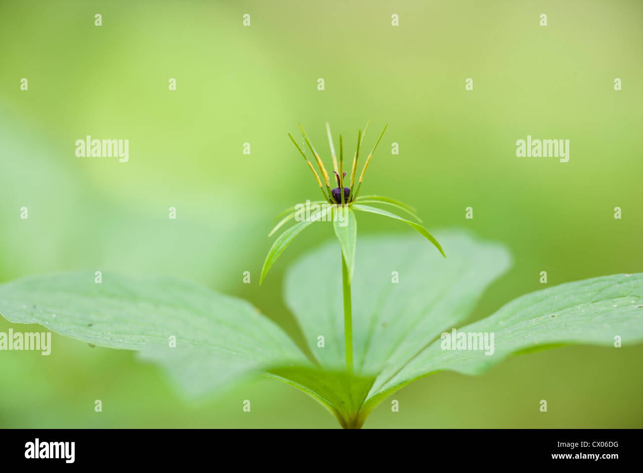 Herb Paris in flower Stock Photo