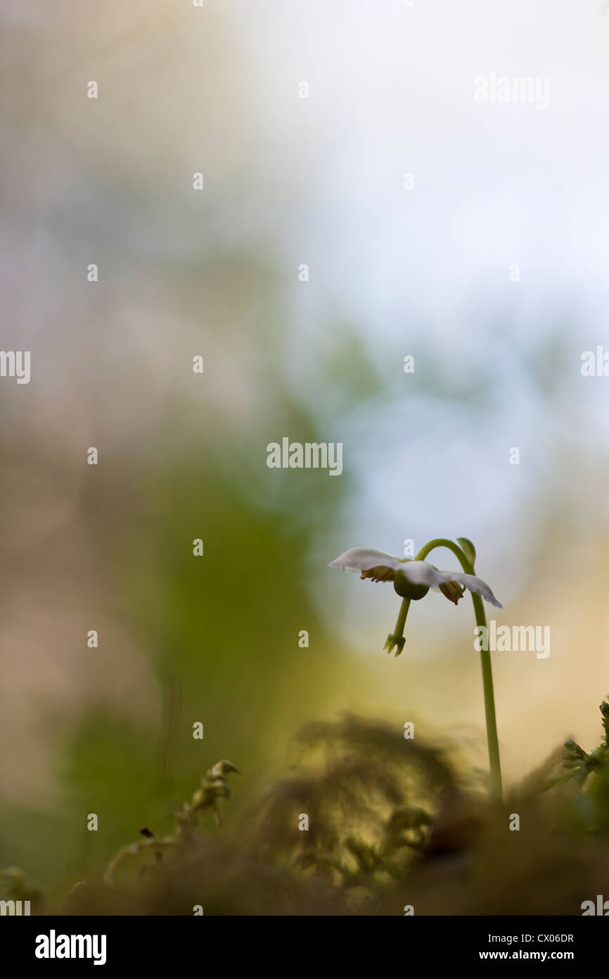 One-flowered wintergreen Stock Photo