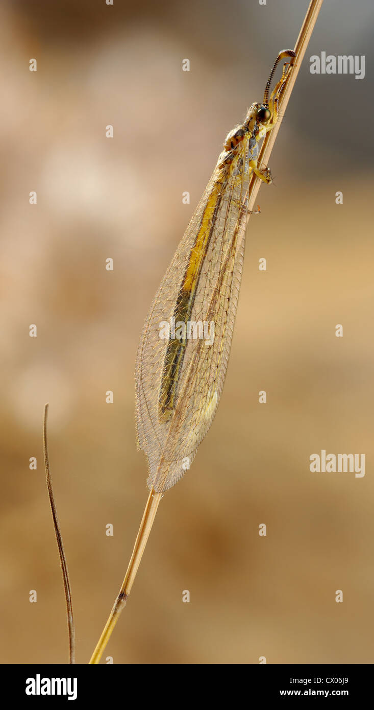 Imago of the ant-lion in the grass. Stock Photo