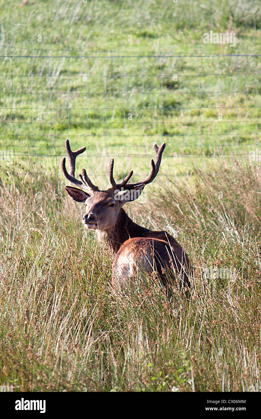 Red deer stag in long grass Stock Photo