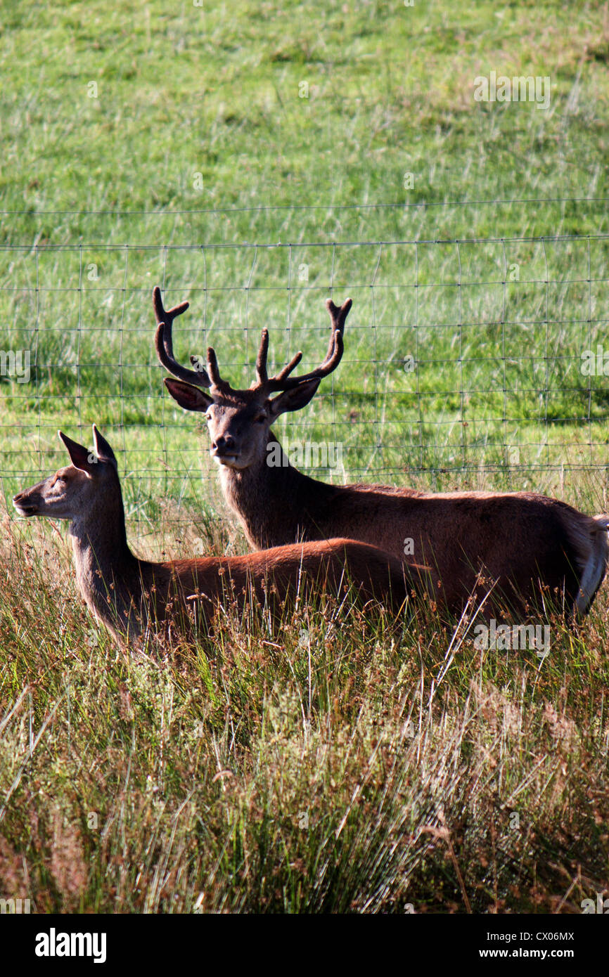 A red deer stag and doe on long grass Stock Photo