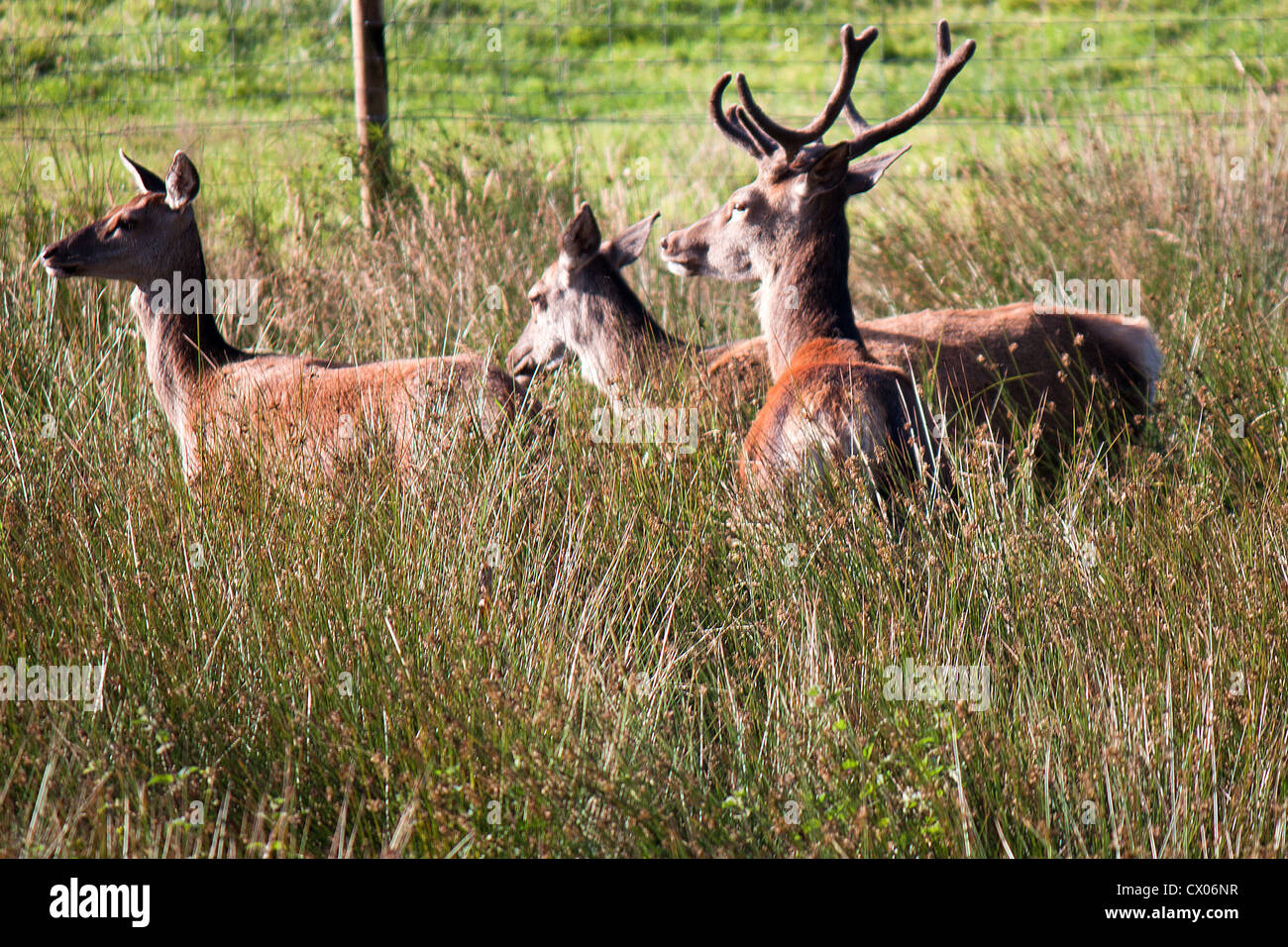 Red deer stag and does Stock Photo