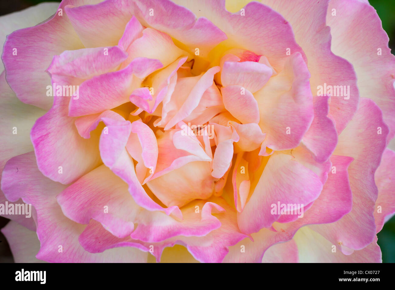Rose Gloria Day: the most popular flower in history Rose Gloria Day: the most popular flower in history