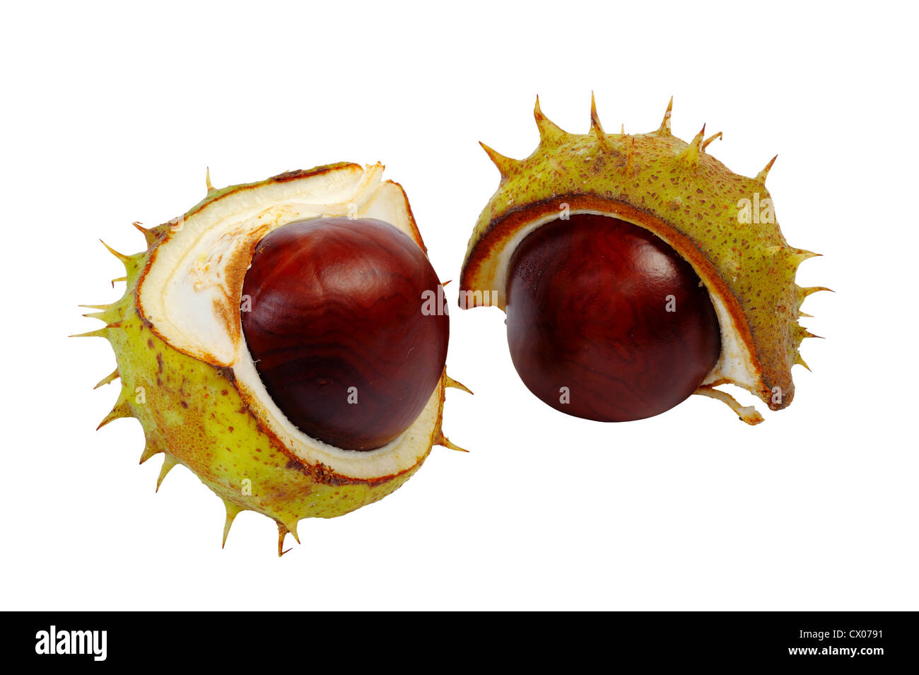 Split in half prickly fruit of the horse chestnut Stock Photo Alamy