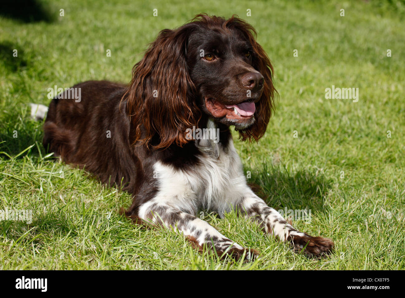 small munsterlander dog Stock Photo - Alamy