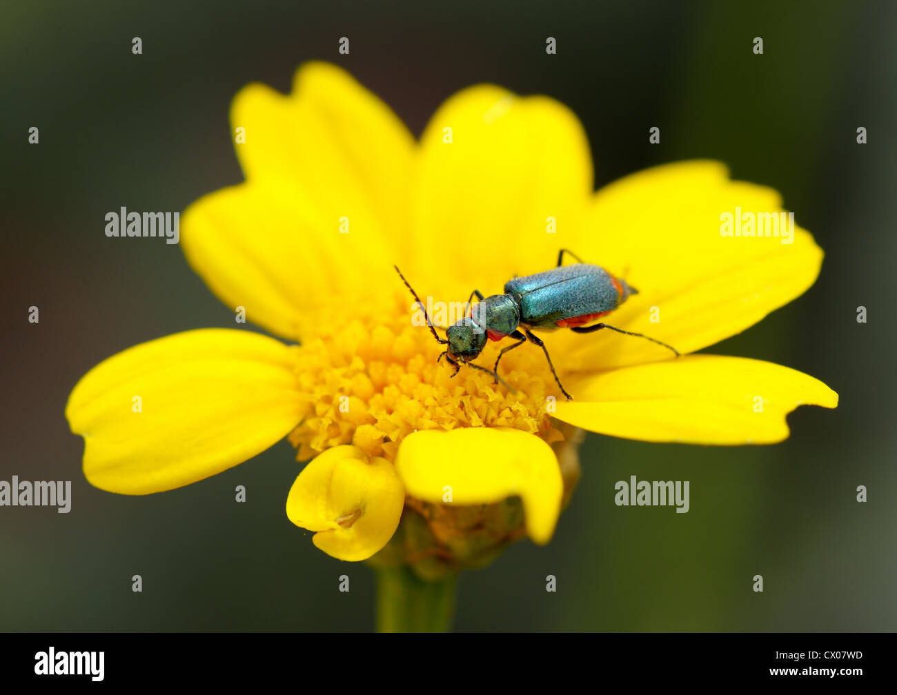 Bright beetle on yellow flower of plants. Stock Photo