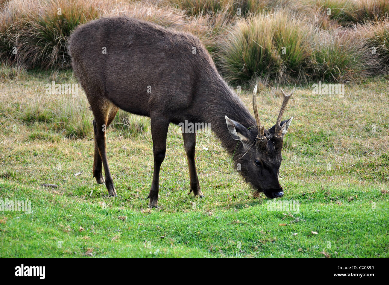 elk in Horton Plain in Sri Lanka Stock Photo