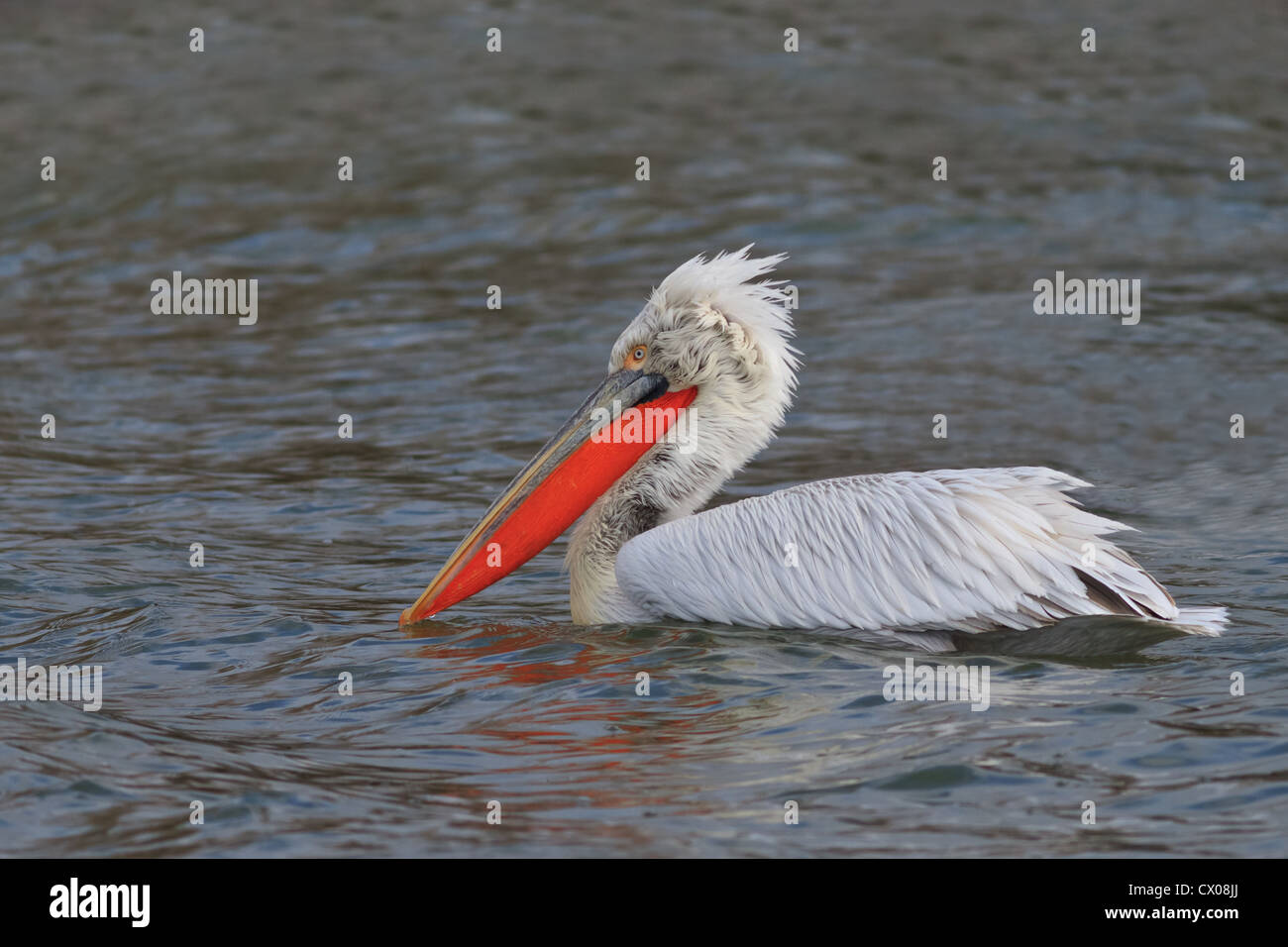 Dalmatian Pelican (Pelecanus crispus) Stock Photo