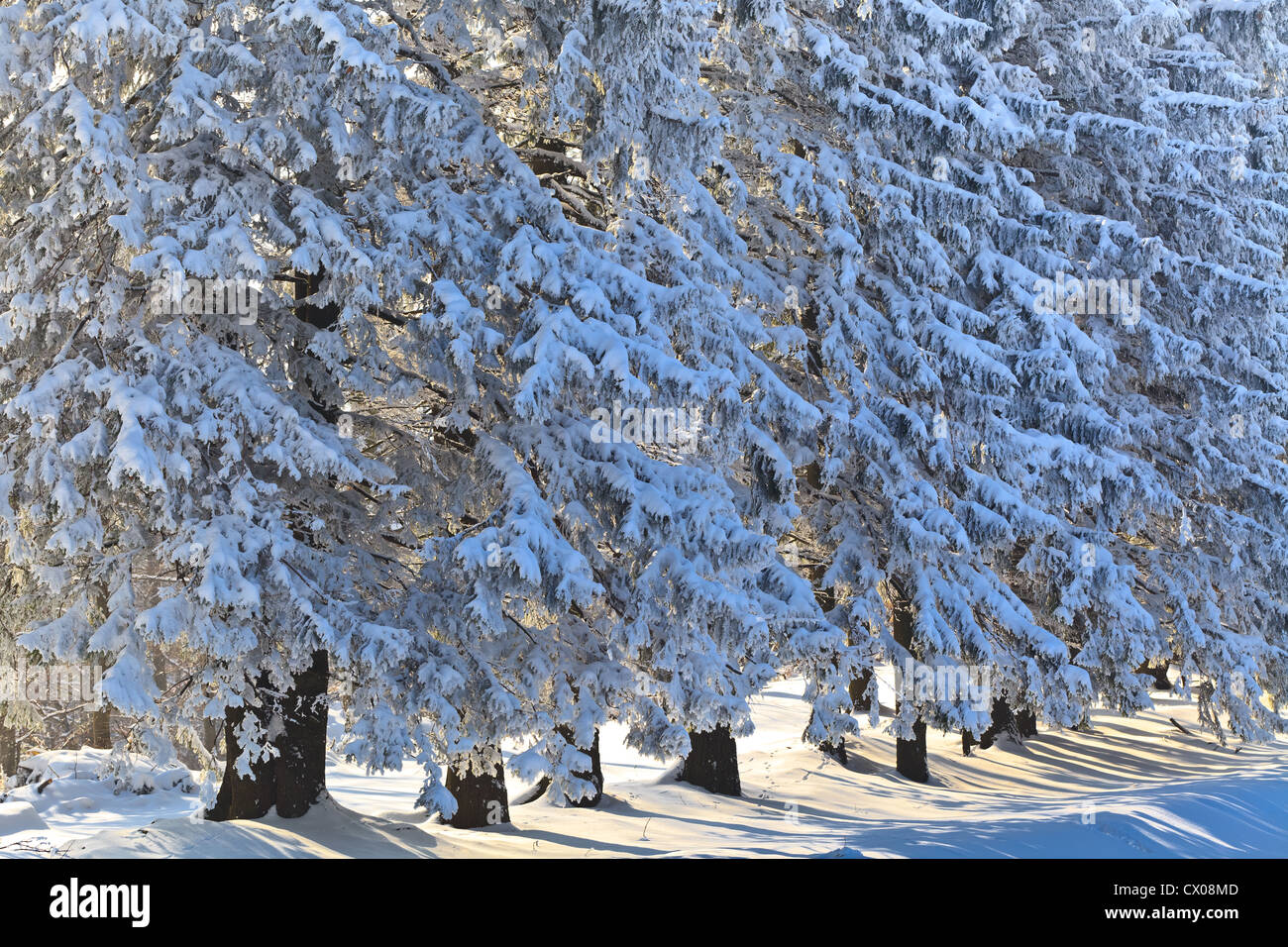 forest with pines in winter Stock Photo - Alamy