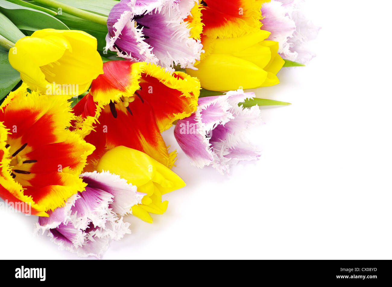 bouquet of the fresh tulips on white background Stock Photo - Alamy