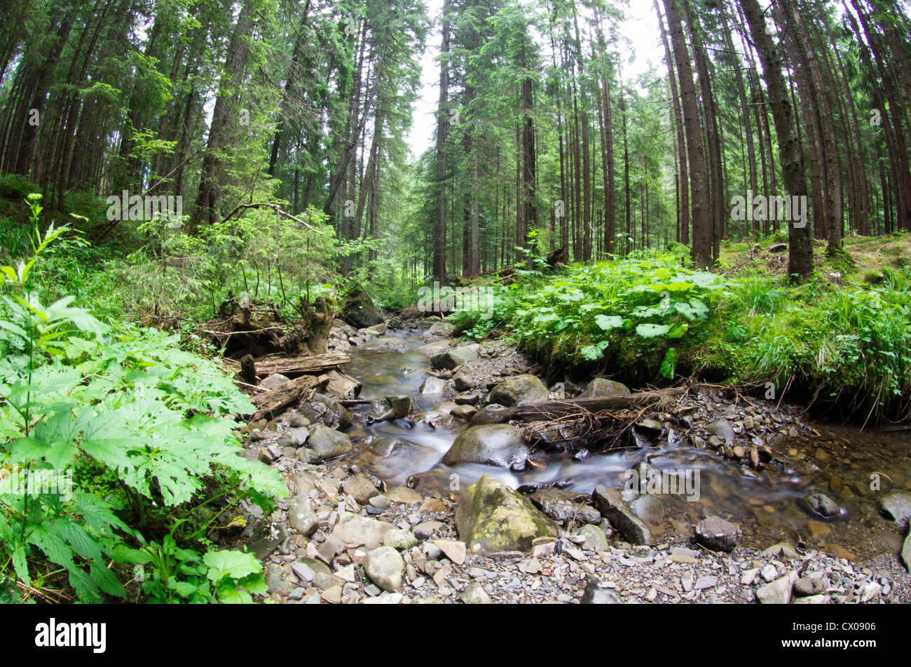 green forest background in a sunny day Stock Photo - Alamy