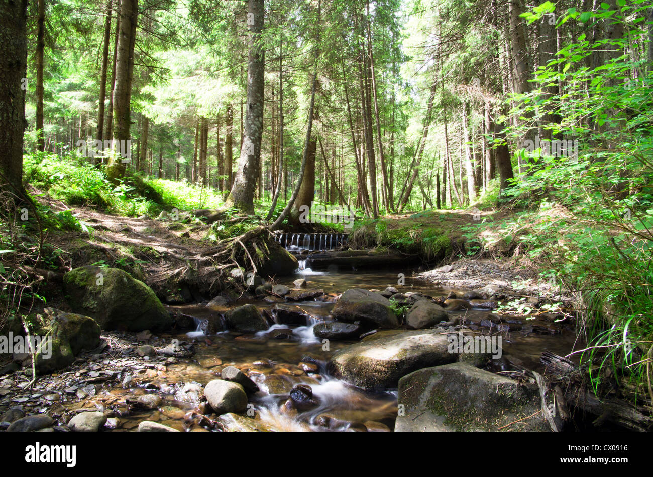 green forest background in a sunny day Stock Photo - Alamy