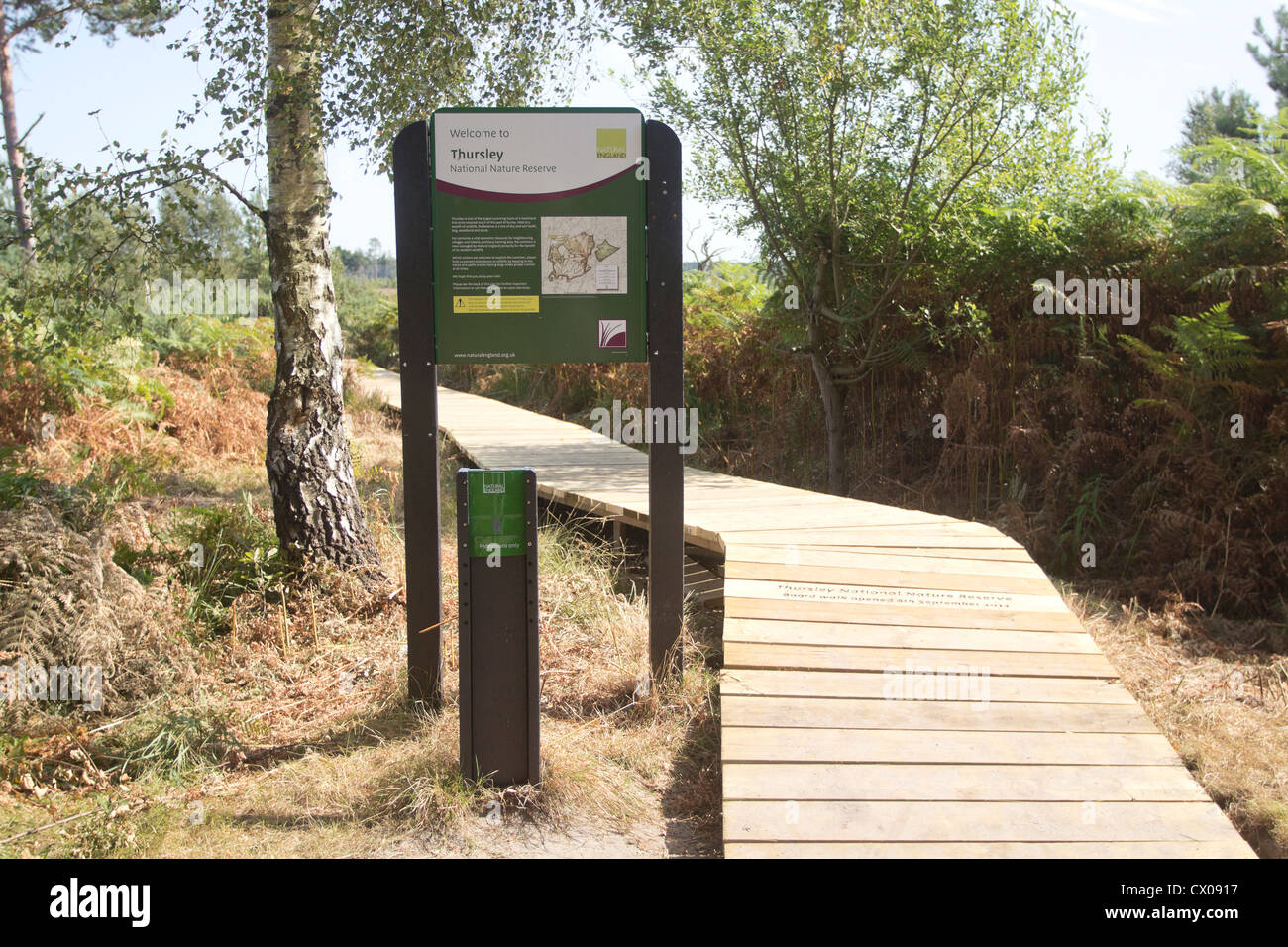 Recently opened boardwalk across wetland area. Thursley Common National Nature Reserve, Surrey, UK. Stock Photo