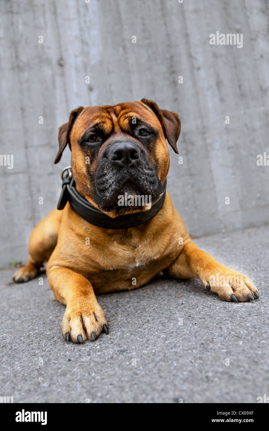 Tough looking dog with a large collar in alley of grey concrete and asphalt Stock Photo