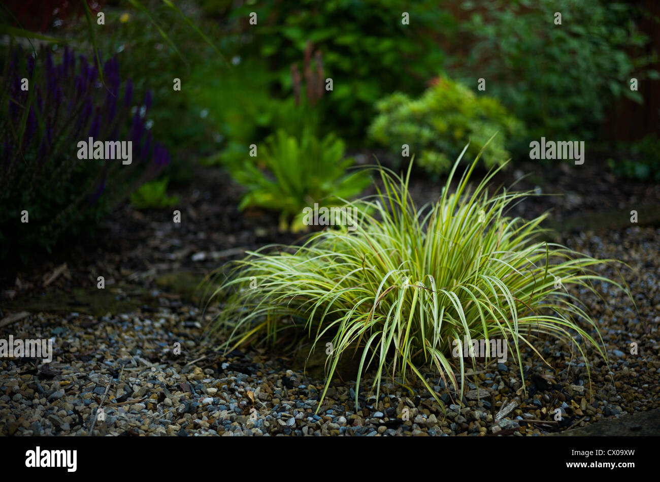 Flora, fauna and plants Stock Photo