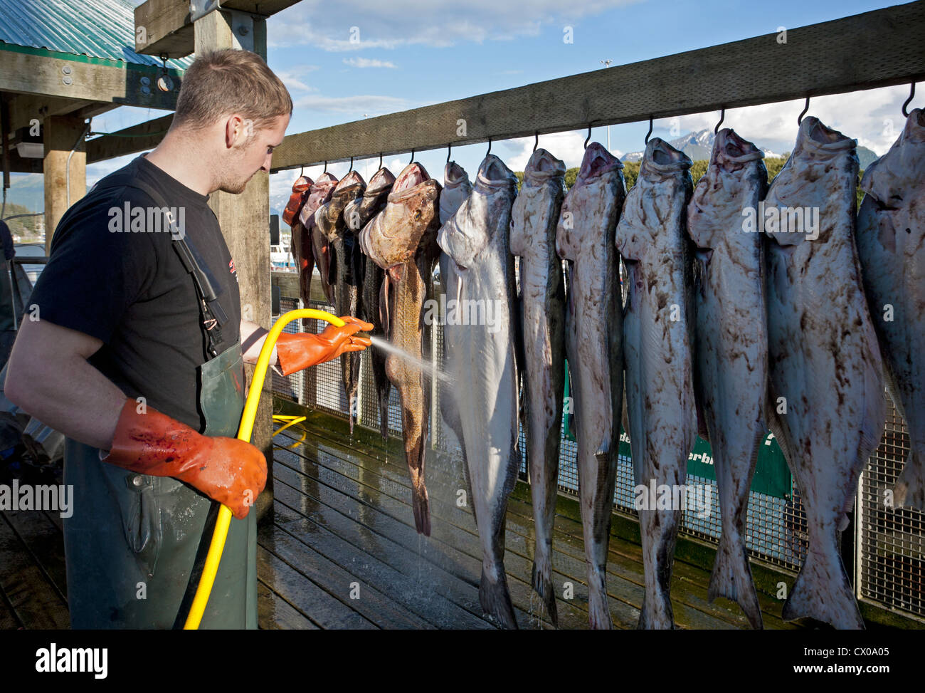 Fisherman cleaning fish. Valdez. Alaska. USA Stock Photo - Alamy
