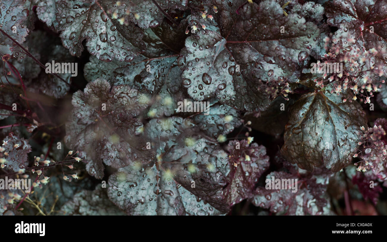 Flora and fauna hi-res stock photography and images - Alamy