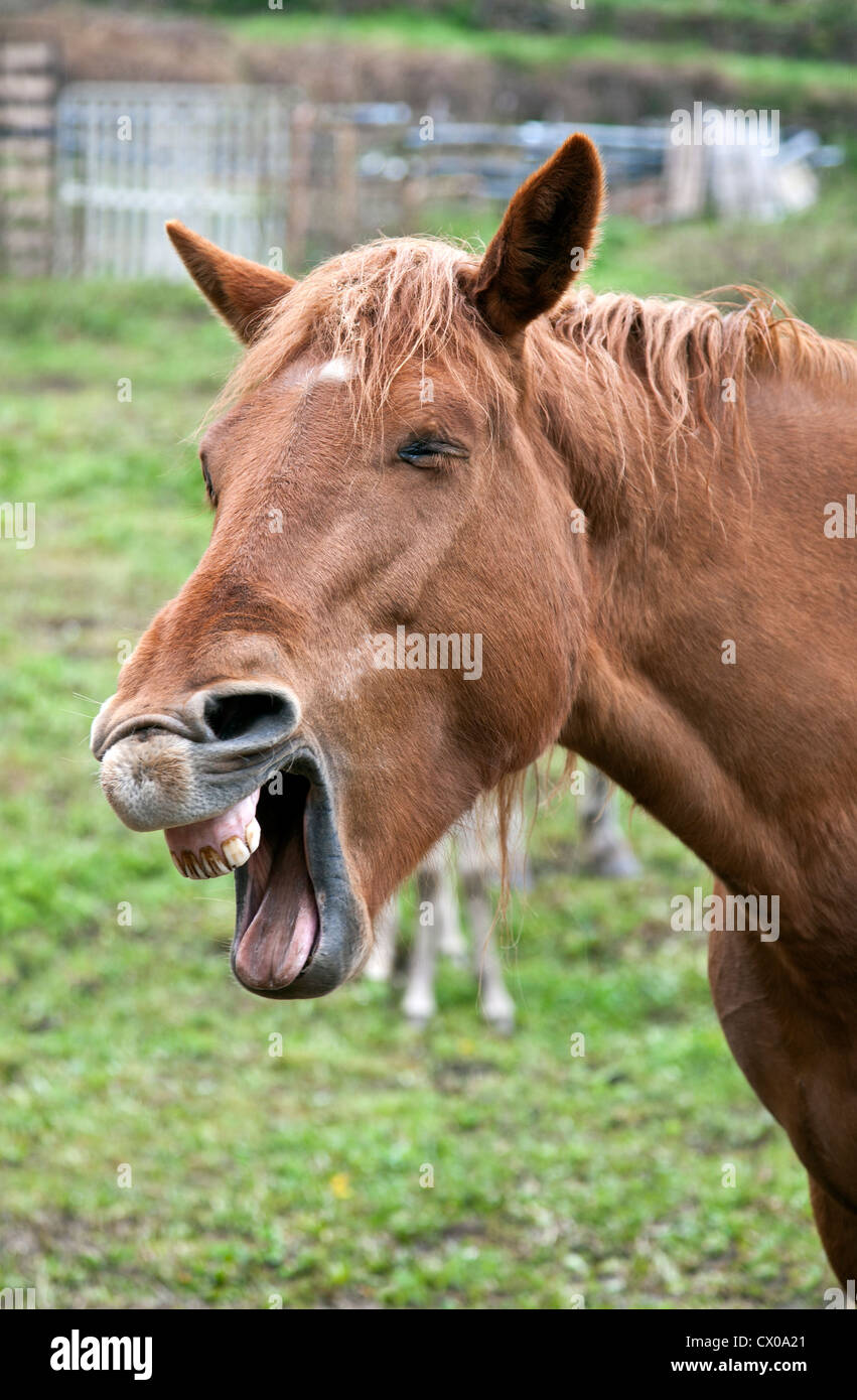 Horse neighing. Pyrenees. Spain Stock Photo