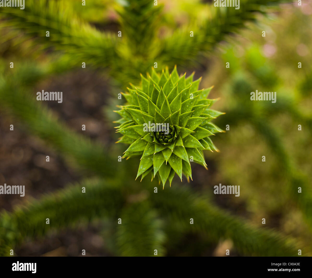 Flora and fauna hi-res stock photography and images - Alamy