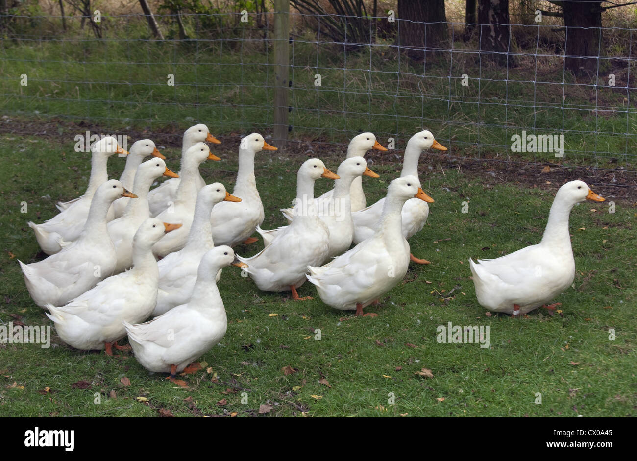a flock of Aylesbury Ducks on Buckinghamshire small holding Stock Photo
